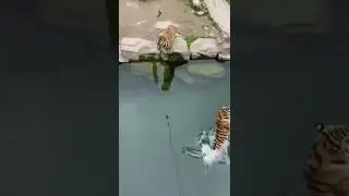 YO'LBARS! | TIGER! | ТИГР!