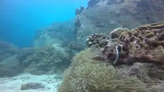 Angry titan triggerfish ready to attack me