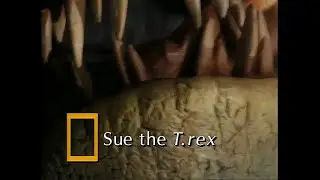 National Geographic - Sue the T. rex (1999)
