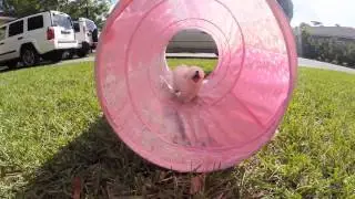 TCup Maltese ~ Keiko 8 weeks ~ Going Tubing!