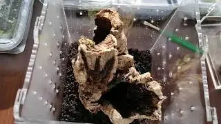 Lampropelma carpenteri