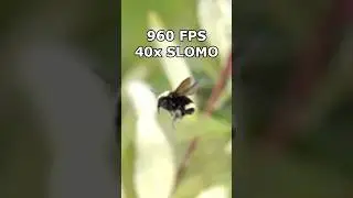 Bumblebee Slow Motion (960 FPS)