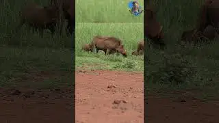 Warthog Family Feasting  #animals #feed #explore #nature #wildlife #africa #warthog #pig #family