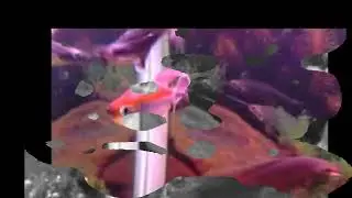NWI AQUARIUM FISH TANK MAINTENANCE & CLEANING 219 678-0809
