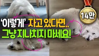 What Dog Sleeping Positions Mean and How to Respond