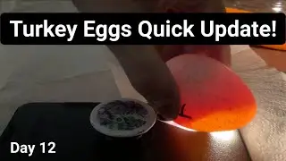 Quick Update on Turkey Eggs in the incubator! Day 12! #turkeys #incubator