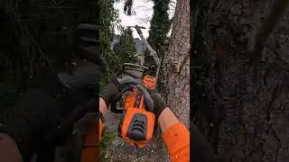 Dismantling a Dead Pine Tree 🪚 🌲