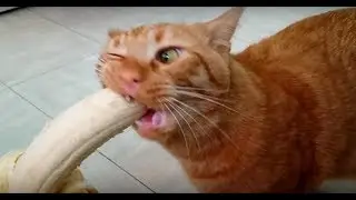Funny Cat Videos Compilation 2018!