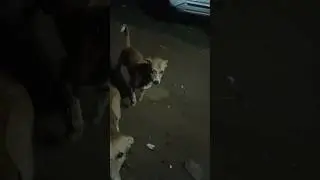 funny short video 🤣 #funny #comedy #acting #virals #shortvideo #youtub #dog #animals #kumar