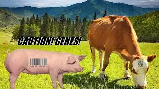 What's Wrong With Our Cows and Pigs !!!