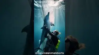 Hero Dolphin Saves Diver: 15-Second Underwater Miracle! #Shorts #aianimation  #animals #dolphin