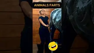 Unexpected Animal Farts! 🤣💨  #shortvideo #funny