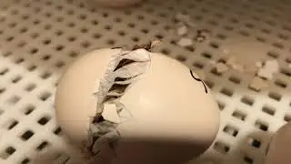 how to hatch your own bird eggs