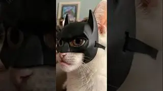 Funny cat meme 🐈 😻 #cat #music #cute