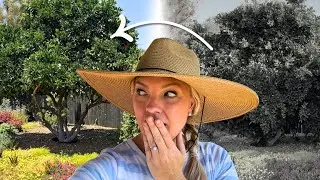 Let’s Bring in the Professionals! 🌳Arborist Comes to Trim the Trees and Correct My Mistakes! 😆🌳🫣