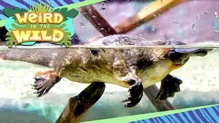 PLATYPUS: The Weirdest Animal on Earth | WEIRD IN THE WILD