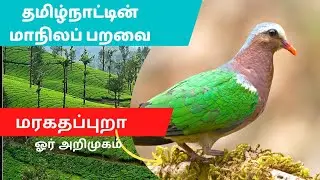தமிழ்நாட்டின் மாநில பறவை -மரகத புறா || State Bird of Tamilnadu - Emerald Dove #மரகதப்புறா