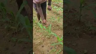 Organic control of fall armyworm in maize crop #agro #farming #agri #maize