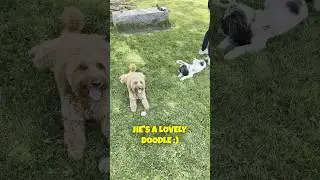 We are ~oodles! Introducing my bestie :) #cavapoo #doodle #oodles #dogfriends