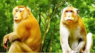 🐒 Monkey Story: King Pongo & Mark&rsquo;s Curious Bonding in the Zone 👑