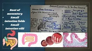 Barium series - Normal  #anatomy of small #intestine, #root of #mesentery, folds, villi.