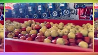 Tong Trailer Loading Line - Handling for a variety of produce!