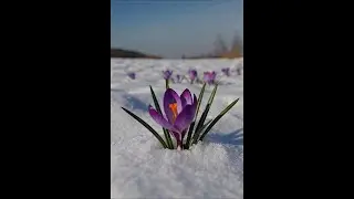 Winter Crocus Bloom