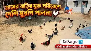 গ্রামের মুরগি রাজ্য । Village chicken kingdom । @washinfarms