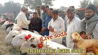 Live 7 chatron ka bara soda | Lahore Shahpur mandi | kajly chatre makhi chine desi bakre | 18 Nov 