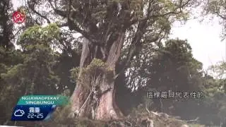 鬼湖千年巨木倒 研判八八風災造成 2016-05-13 Rukai TITV 原視族語新聞