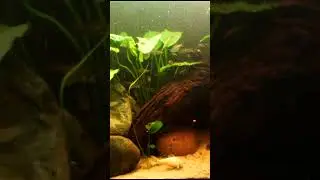 Sponge Filters are The Worst? #shorts #fishkeeper #fish #fishtank #aquarium #fishtankfilter