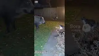 Wild Boar Retreats from Tiny Cat!&rdquo;#studio #meowing #boardexam  #fearless  #cat#cctv V