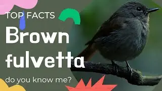 brown fulvetta facts
