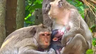OMG! So Sweet Family Monkey Sleeping Take Care Newborn Baby Monkey On Tree and happy animal #1053