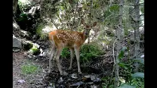 Des faons dans les Pyrénées