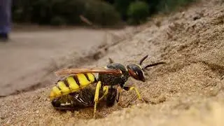 Beewolf