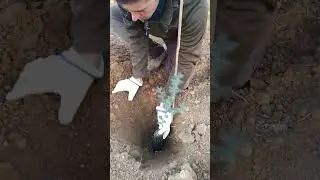 Plantación correcta por Mytruff, para producir trufa negra, Tuber melanosporum