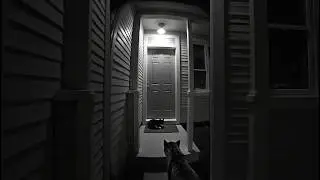 Leopard Spotted by Security Camera Walking Into a Home