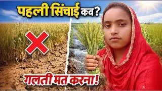 🌾 गेहूं में पहली सिंचाई कब करें? | Wheat First Irrigation Time | सही तरीका और लाभ 💰