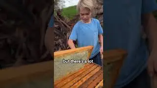 JackITW Bee Honey  #kidsfun #beemagic #natureexplorers