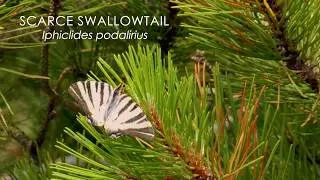 The Scarce Swallowtail butterfly
