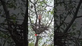 Veja como &eacute; a constru&ccedil;&atilde;o desse ninho! #nature