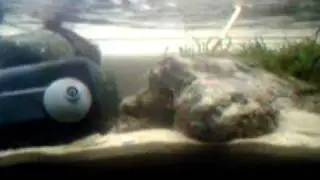 Blue Ring Octopus Feeding Time