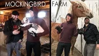 Rescues at Mockingbird Farm Sanctuary & Jon Climbs Silo