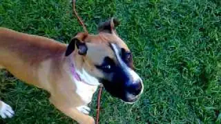 boxer dog cross something