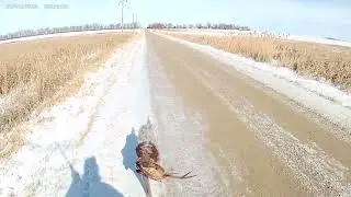 South Dakota pheasant hunting @MojoandDrakeoutdoors 