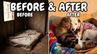 Cute Animal Family in the Countryside &ndash; Monkey, Dog & Cat | Den Country Life Vlogs