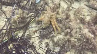 Octopus , Starfish, Flounder - St. Tropez France