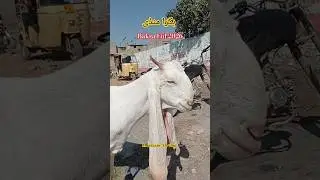 Karachi me lagi sasti bakra Mandi #goats #beauty #goat #cow #bakra #bakraeid #goatfarm