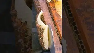 This is the sign that strong hive need more frame #beekeeping #honeybee #beekeeper